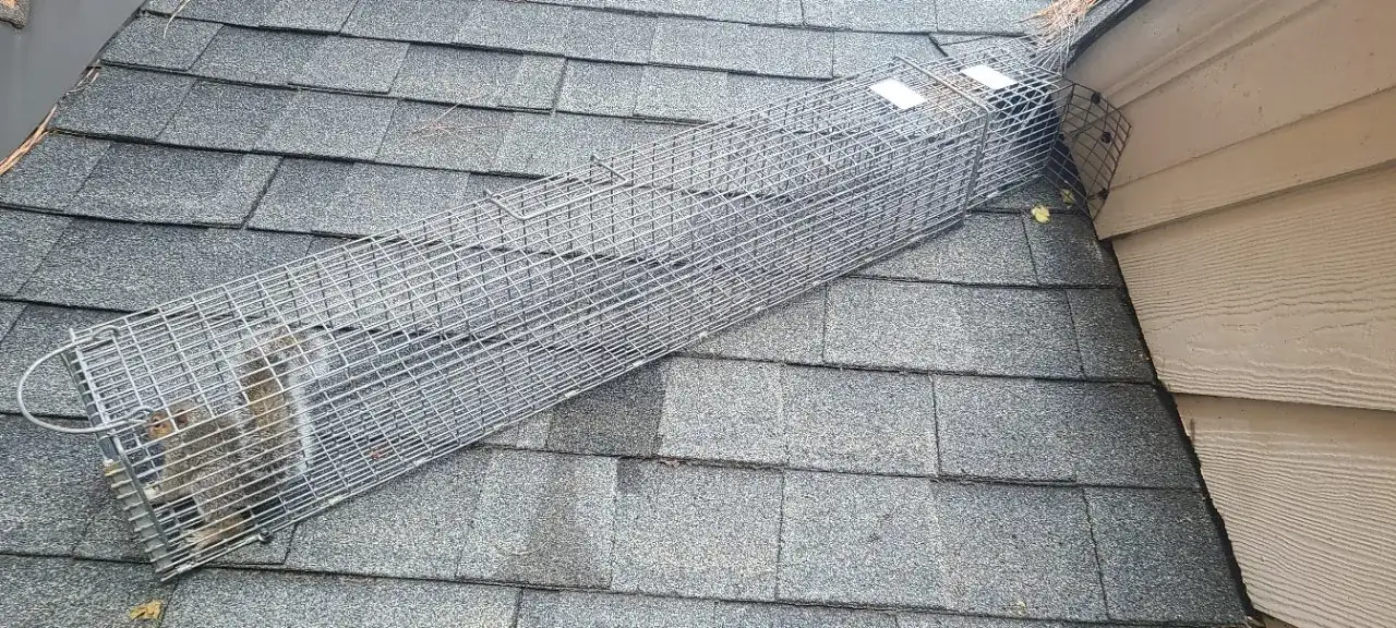 Metal flashing exclusion work installed on a home — actual Carolina Wildlife Removal job