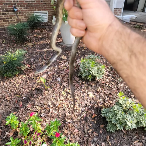 Technician safely holding a snake removed from a yard