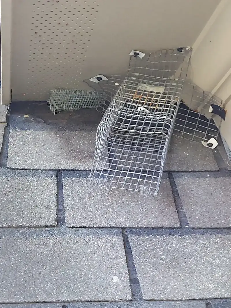 Live trap set at a roofline entry point — actual Carolina Wildlife Removal job