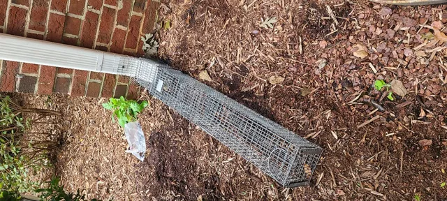 Multi-catch trap running on a gutter downspout · North Raleigh
