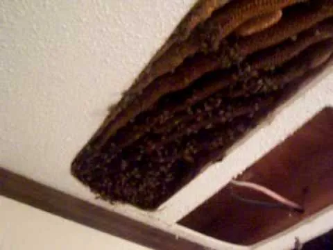 Honey bee removal from a home